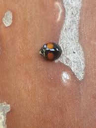 Belly buttons are the first human scar, and about 90% of them are innies. Pin On Cool Bugs In Allen Tx