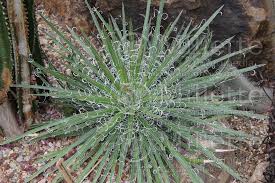 Flowering stalk 4 to 8 tall, more or less; Agave Toumeyana Var Bella Miniature Century Plant Agave Cactus
