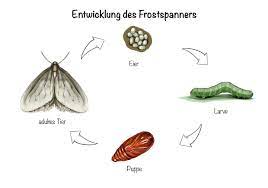 Viele grüne raupen schaden kulturpflanzen und bäumen wie der buchsbaumzünsler, der kohlweißling oder der frostspanner. Frostspanner Steckbrief Merkmale Und Bekampfungsmethoden