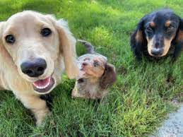We did not find results for: 8 Best Dachshund Breeders In Texas 2021 We Love Doodles