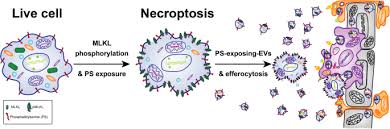 We did not find results for: Flipping The Dogma Phosphatidylserine In Non Apoptotic Cell Death Cell Communication And Signaling Full Text