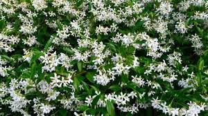 Introduction a traveller wandering through the green forest may suddenly come across a lwilliant patch of colour; This Star Jasmine Bringing A Seasonal Colour To The Garden