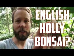 Bonsai With American Holly