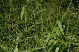 Image result for Panicum eickii