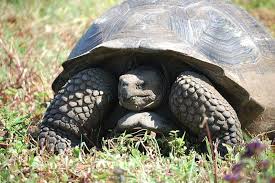Aldabra Tortoise - Los Angeles Zoo And Botanical Gardens