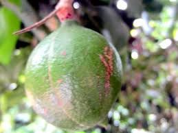 Image result for Macadamia aff. integrifolia