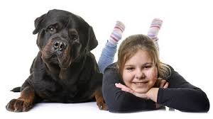 Oberstes ziel jedes züchters sollte es sein, gesunde, kräftige achtung: Sind Rottweiler Welpen Gut Mit Kindern Tierwissen