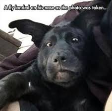 You can check out any of our other categories animals, jokes, quotes or kids. 150 Clean Animal Memes Ideas Animal Memes Funny Animals Cute Animals
