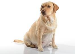 Dog Abortion Pregnancy Prevention In Dogs Petmd