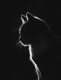 Low Key Photograph I Took Of My Kitty After More Than 100 Shots Cat Photography Pet Portraits Black White Art