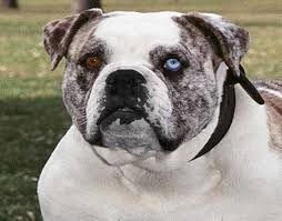 Once known as otto, silver dollar, cowdog and catahoula bulldog. Alapaha Blue Blood Bulldog Natural History