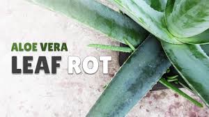 Maybe you would like to learn more about one of these? How To Determine Aloe Vera Root Rot Youtube