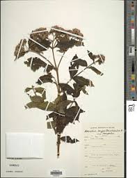 Image result for Bothriocline longipes