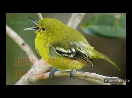 Dengan perbedaan dna inilah, anda bisa tahu mana lovebird jantan dan betina. Sirtu Om Kicau Mp3 Suara Pikat Burung Ribut Om Kicau