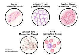 It provides mechanical support to tissues and organs. Connective Tissue