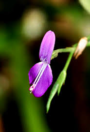 Image result for Dicliptera paniculata