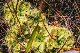 It is a beautifully rossetted shape with spoon shaped leaves. Drosera Stock Photos And Images 123rf