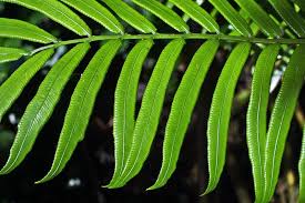 Image result for Ptisana salicifolia