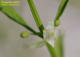 Image result for Scoparia dulcis