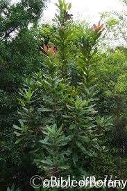 Image result for Macadamia tetraphylla