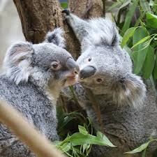 Worldofkoalas On Instagram All You Need Is Love Koala Koalas Koalabear Koalafreak Koalacore Koalaestudio In 2020 Koala Bear Koalas Cute Funny Animals