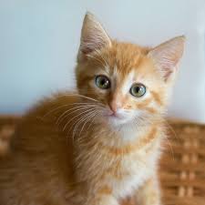 How can you stop kitten mills? Cat Cats Kittens Free Photo On Pixabay