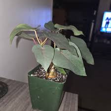 Image result for Seddera suffruticosa