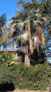 Fast shipping and orders $35+ ship free. Mexican Blue Palm Tree Davis