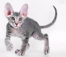 Some Top Unusual Cat Breeds on Earth - Cats In Care