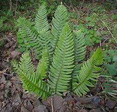 Polystichum Munitum Sword Fern Fern Plant Ferns Garden Sword Fern