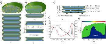 Maybe you would like to learn more about one of these? Light Dependent Morphological Changes Can Tune Light Absorption In Iridescent Plant Chloroplasts Biorxiv