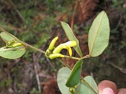 Image result for Dumasia