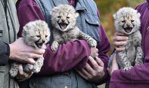 Poachers of cubs sell them as pets and these. Why So Cute Newborn Cheetah Cubs Charm Visitors To Australian Zoo The New Indian Express