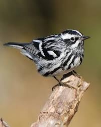 Black And White Bird Florida Black And White Warbler Birds Pretty Birds Beautiful Birds