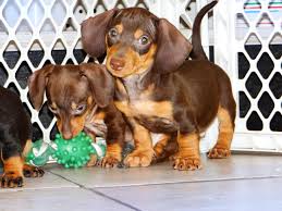 Looking for puppies for sale? Miniature Dachshund Puppies For Sale In Ga 07 2021