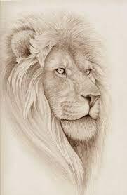 truly beautiful animal drawings lion sketch lion drawing