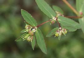 Image result for Euphorbia hyssopifolia