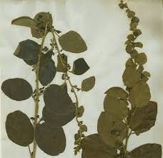 Image result for Cissampelos