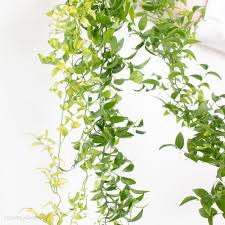 Image result for Smilax