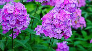 These plants are much easier to plant due to them being native to the area and already being adapted to the specific environment and soils of the state of. Best Landscape Flowers For Tennessee Family Plot Youtube