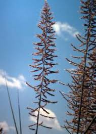 Image result for Xerophyta squarrosa