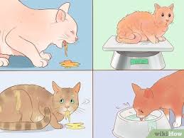 In this case, it is highly unlikely that any harm was hurt. 4 Ways To Know If Your Cat Is Sick Wikihow