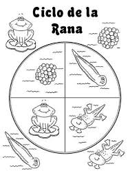 La más importante si queremos educar a nuestro hijo en la responsabilidad y el respeto a los animales. Menta M S Chocolate Recursos Y Actividades Para Educaci N Infantil Ciclo De La Vida De Una Rana Ciclos De Vida Ciencia Preescolar Ciencia Para Ninos