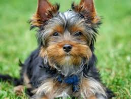 Do you know how much does a pros and cons of getting a teacup yorkie. Teacup Yorkie Yorkie Guide