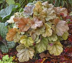 Which Plants Are Poisonous To Dogs? | Santa Cruz Veterinary Hospital