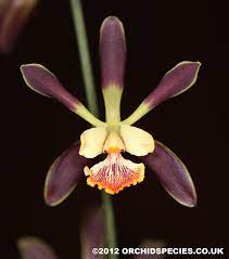 Extremely Rare Orchids For Sale Uk Rare Mexican Fragrant Orchid With Giant Flower Stems Beautiful Orchids Orchids Rare Orchids