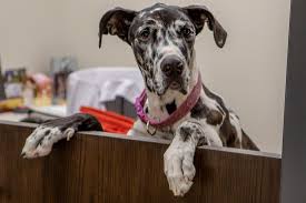 Hours may change under current circumstances Veterinarian In Tulsa Ok Animal House Veterinary Hospital
