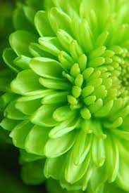 You're welcome to embed this image in your website/blog! This Kind Of Flower Will B In My Wedding Me And My Late Grandama Talked Weddings And These Were On Her Casket Plus I Lo Green Flowers Green Rose Flowers