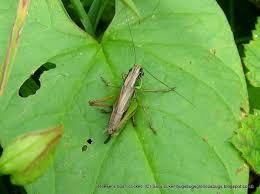 Grasshoppers are easy insects to keep and breed. B Is For Bush Cricket Conservation Articles Blogs Cj