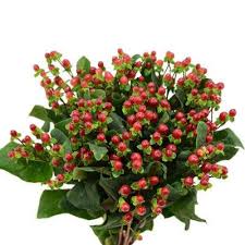 Image result for Hypericum